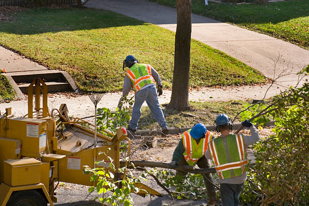 The Steps Involved in Our Tree Care Process in High Rolls, NM